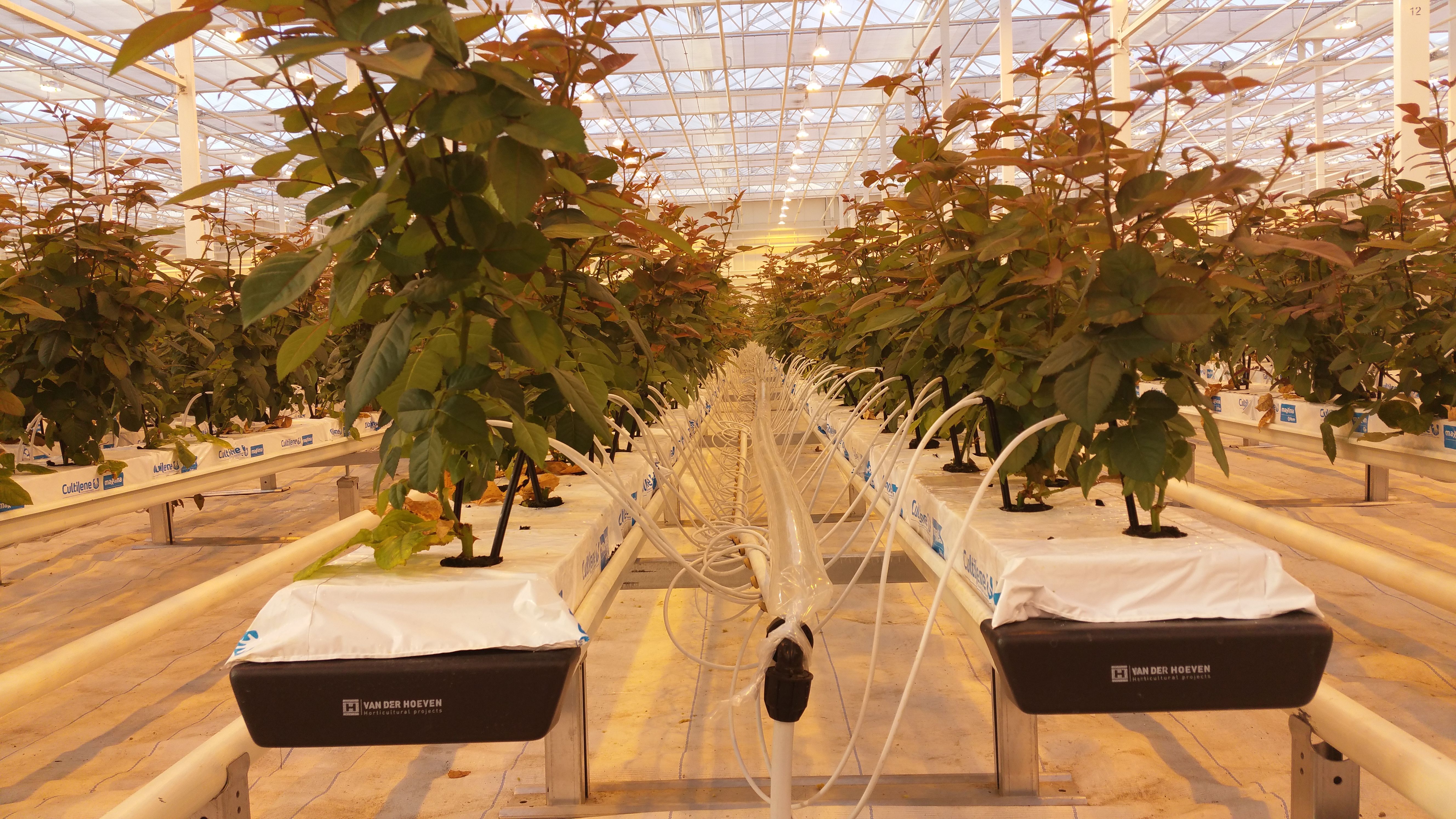 Premium roses with Van der Hoeven hydroponic growing system
