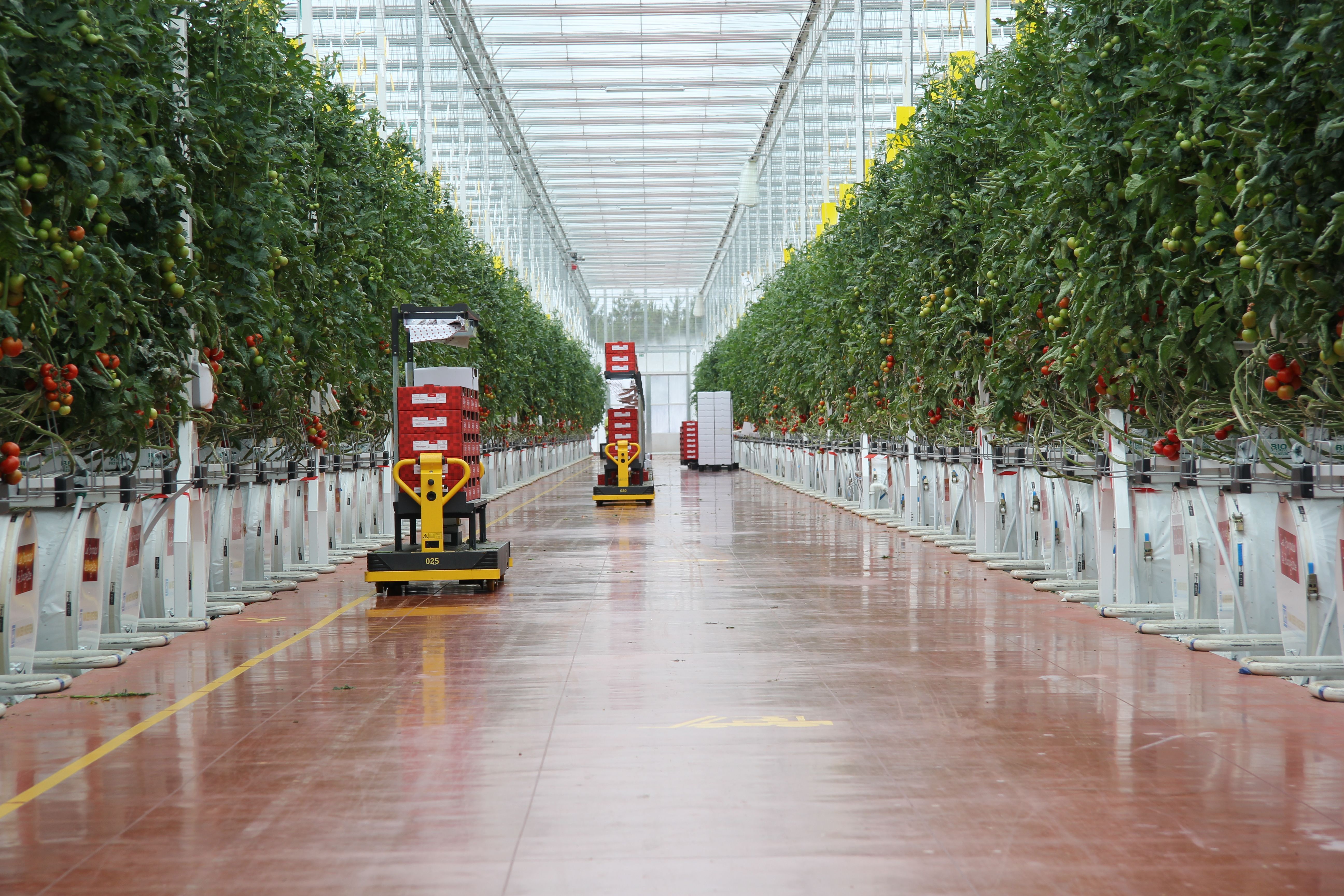 Automated tomato harvesting with robotics in Van der Hoeven greenhouse